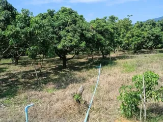 For sale land in Ban Hong, Lamphun