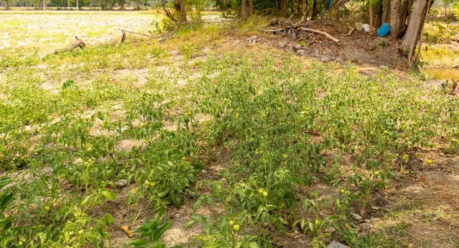 Terreno en venta en Warin Chamrap, Ubon Ratchathani