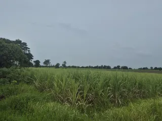 出售 土地 在 Dan Khun Thot, Nakhon Ratchasima