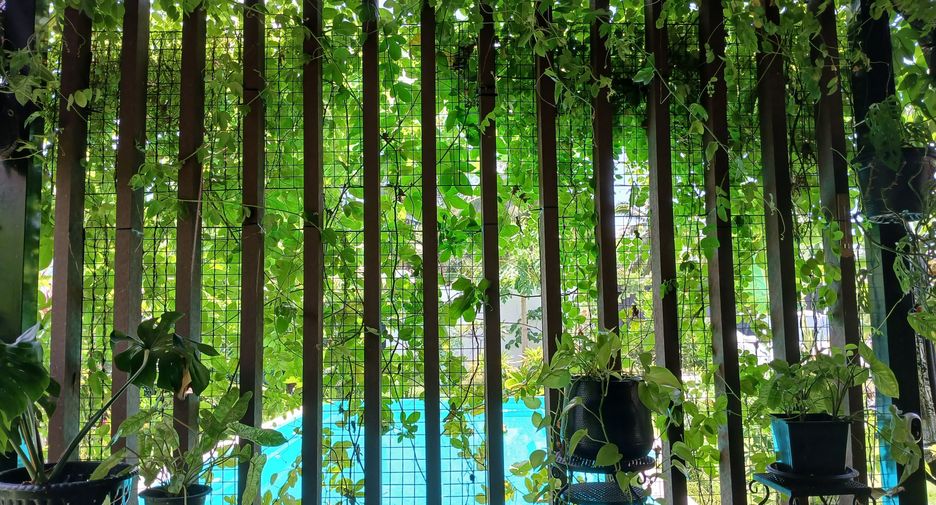 For sale and for rent 1 bed house in Takua Thung, Phang Nga