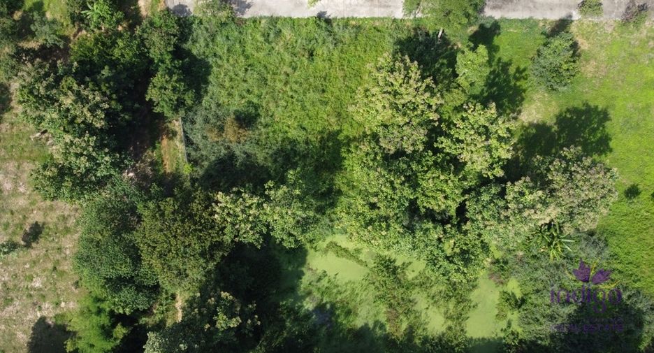 For sale land in San Sai, Chiang Mai
