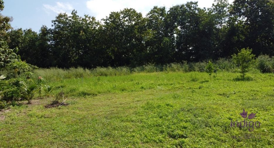 For sale land in San Sai, Chiang Mai