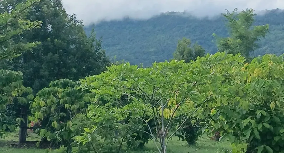 For sale 5 ベッドルーム house in Phu Ruea, Loei