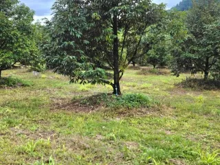 Terreno en venta en Khao Saming, Trat