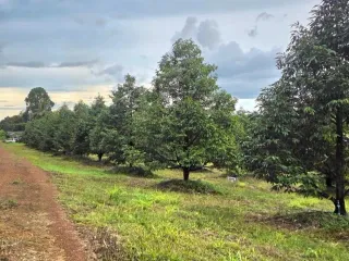 Terreno en venta en Khao Saming, Trat