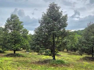 Terreno en venta en Khao Saming, Trat