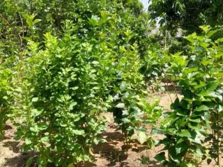 For sale land in Hang Dong, Chiang Mai