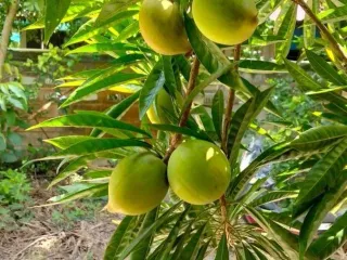 For sale land in Hang Dong, Chiang Mai