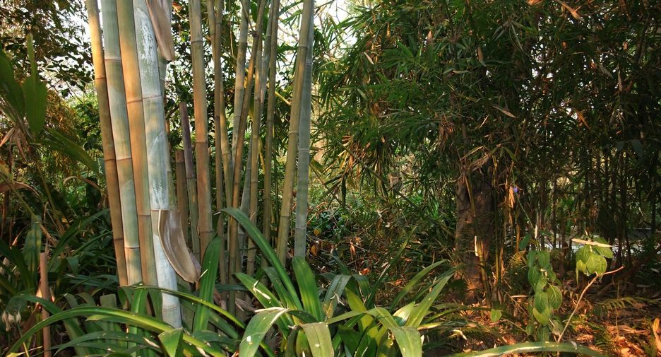 À louer 1 chambre maison à Doi Saket, Chiang Mai