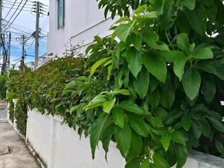 For rent 3 bedrooms townhouse in Saraphi, Chiang Mai