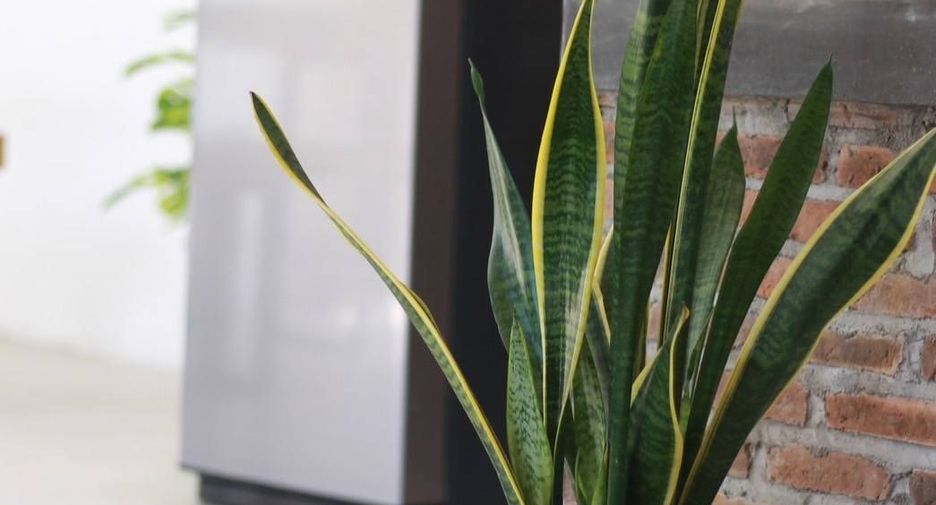 For rent 1 bed house in Saraphi, Chiang Mai