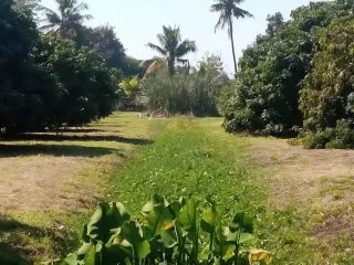 Grundstück zum Kauf in Saraphi, Chiang Mai