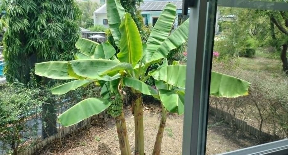 For rent 2 bedrooms house in Mueang Chiang Mai, Chiang Mai