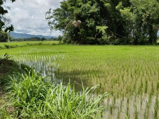For sale land in Mae Rim, Chiang Mai