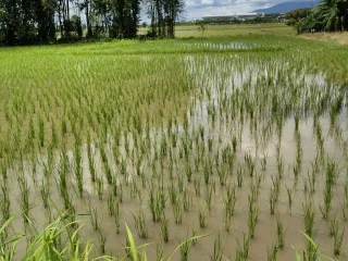 For sale land in Mae Rim, Chiang Mai