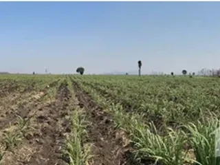For sale land in Sa Bot, Lopburi