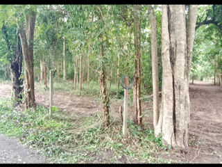 Grundstück zum Kauf in San Pa Tong, Chiang Mai