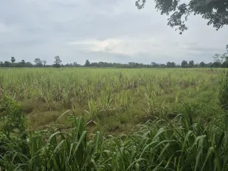 À vendre terrain à Dan Khun Thot, Nakhon Ratchasima