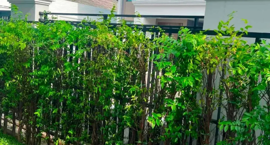 For rent 3 bedrooms house in Bang Lamung, Chonburi