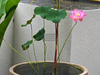 出租 3 卧室 独立屋 在 塔朗, 普吉