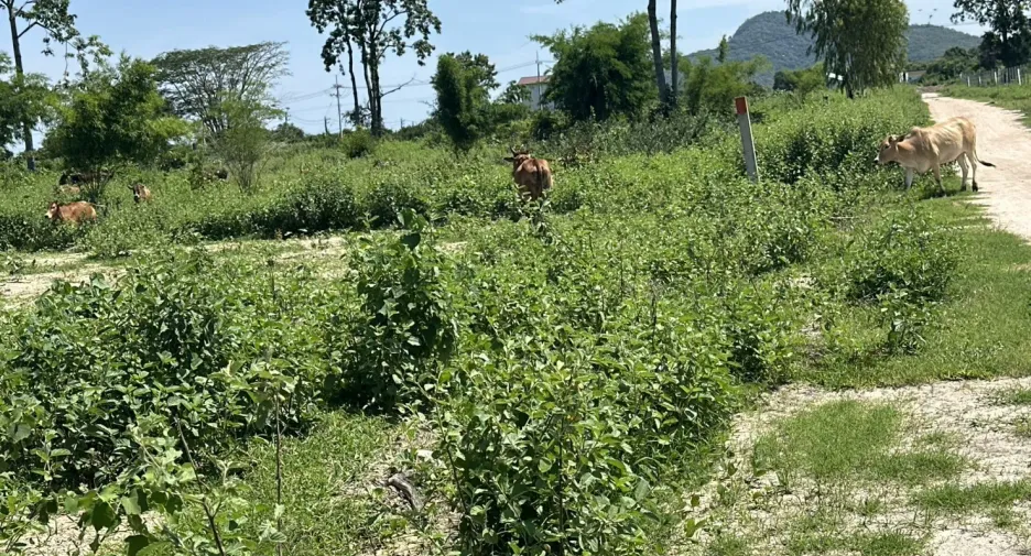 For sale land in Hua Hin, Prachuap Khiri Khan