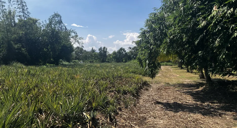 For sale land in Hua Hin, Prachuap Khiri Khan