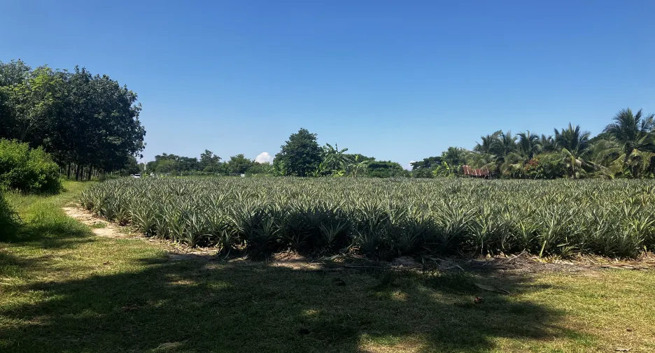 For sale land in Hua Hin, Prachuap Khiri Khan