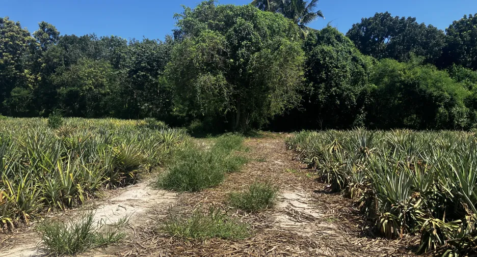 For sale land in Hua Hin, Prachuap Khiri Khan