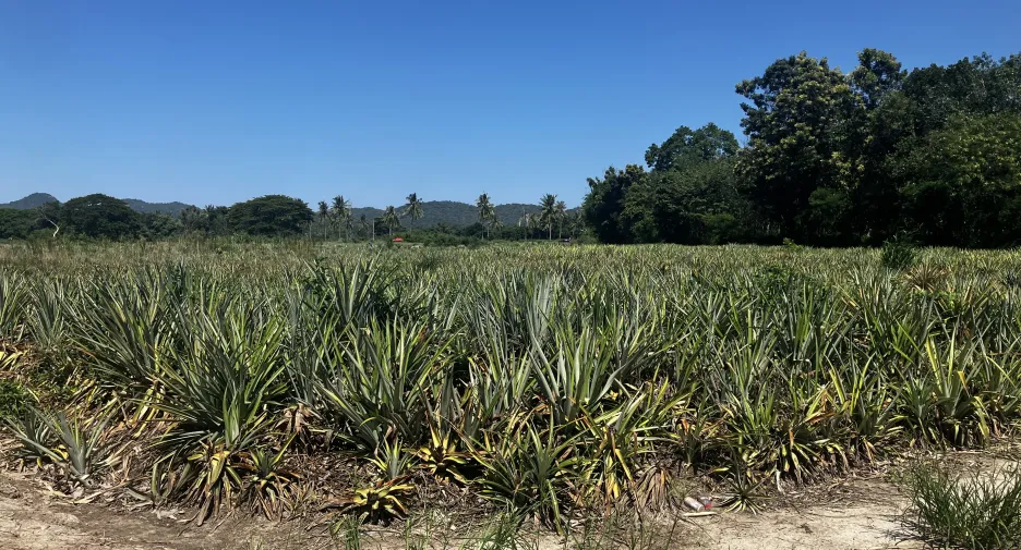 For sale land in Hua Hin, Prachuap Khiri Khan