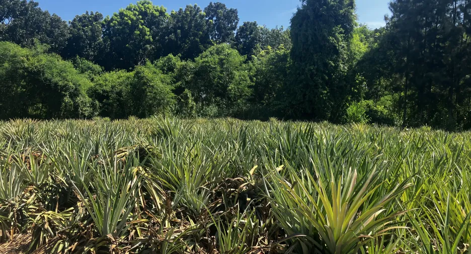 For sale land in Hua Hin, Prachuap Khiri Khan