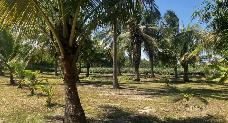 For sale land in Hua Hin, Prachuap Khiri Khan