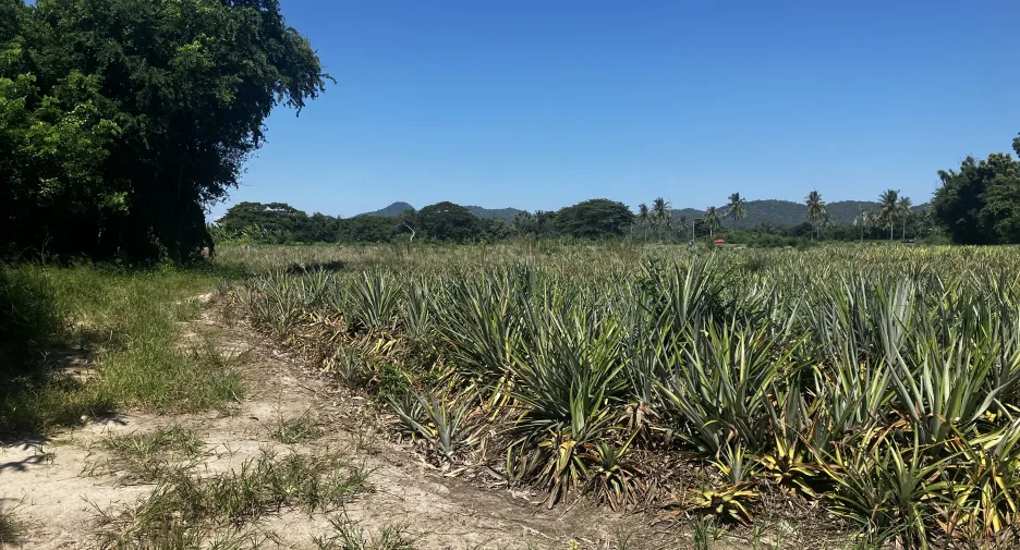For sale land in Hua Hin, Prachuap Khiri Khan