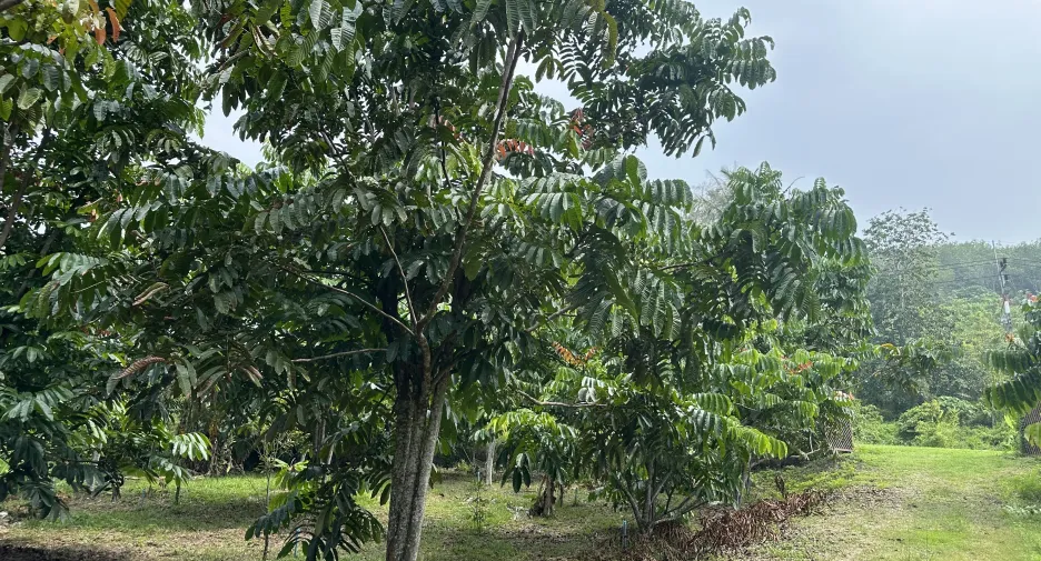 For sale land in Hat Yai, Songkhla
