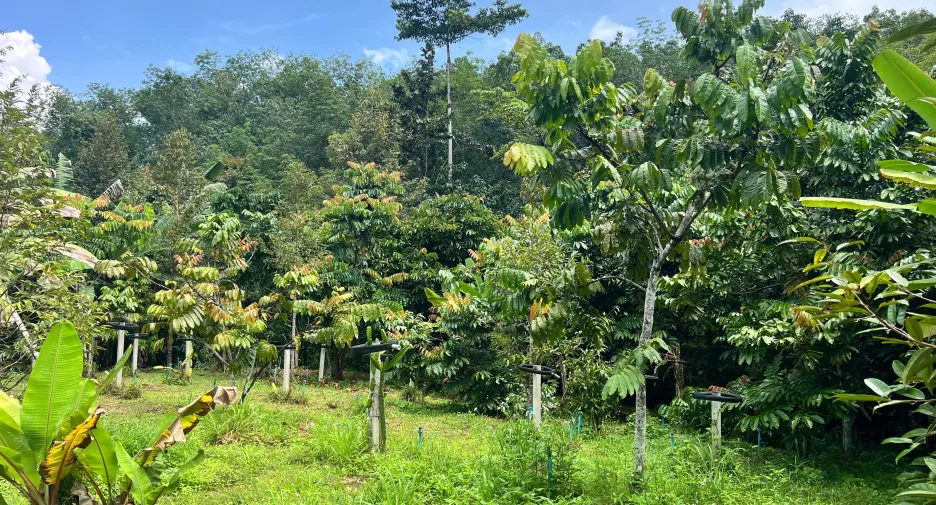 For sale land in Hat Yai, Songkhla