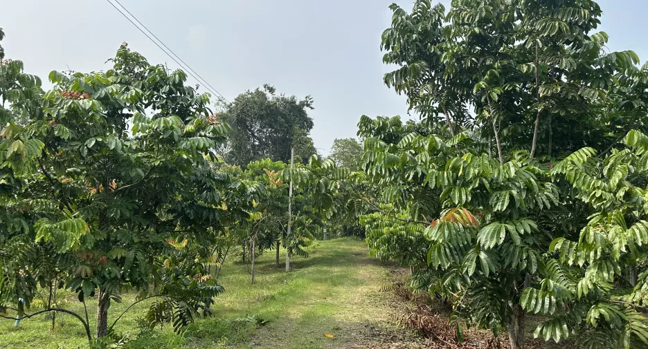 For sale land in Hat Yai, Songkhla
