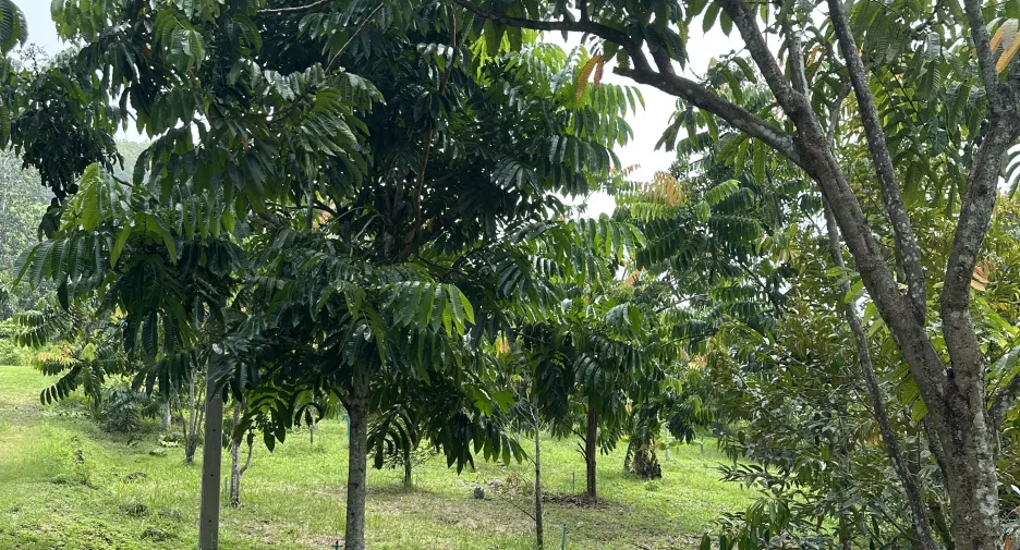 For sale land in Hat Yai, Songkhla