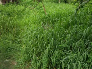 Grundstück zum Kauf in Sattahip, Chonburi