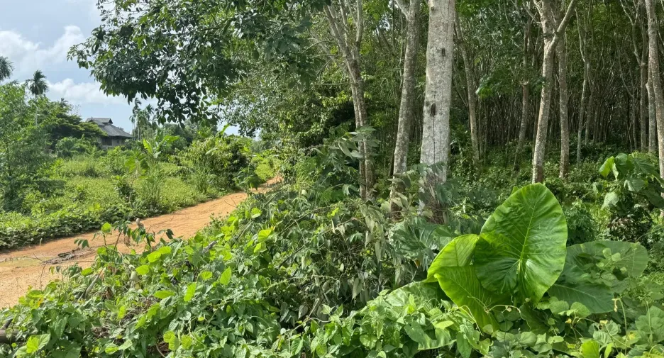 Grundstück zum Kauf in Thalang, Phuket