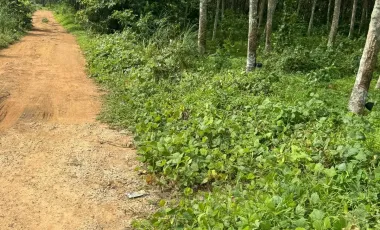 Grundstück zum Kauf in Thalang, Phuket