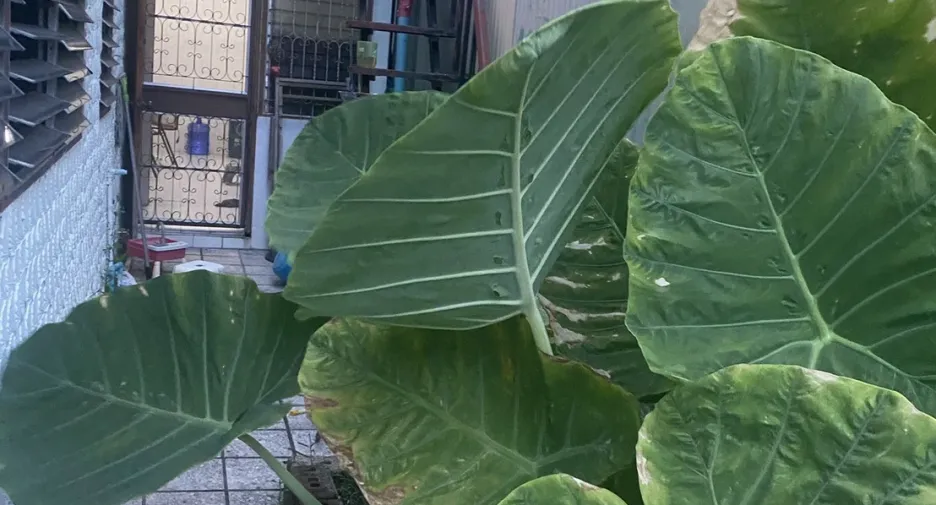 Casa en venta de 2 habitaciones en Bang Lamung, Chonburi