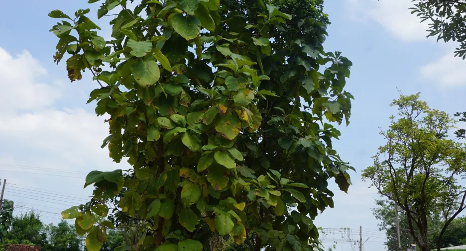 For sale land in Mueang Udon Thani, Udon Thani