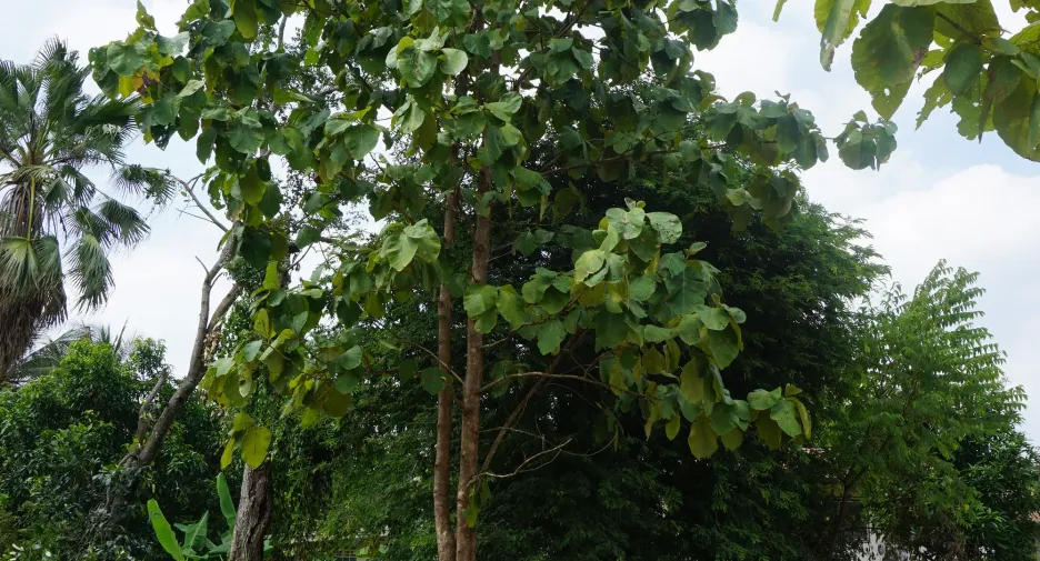 For sale land in Mueang Udon Thani, Udon Thani