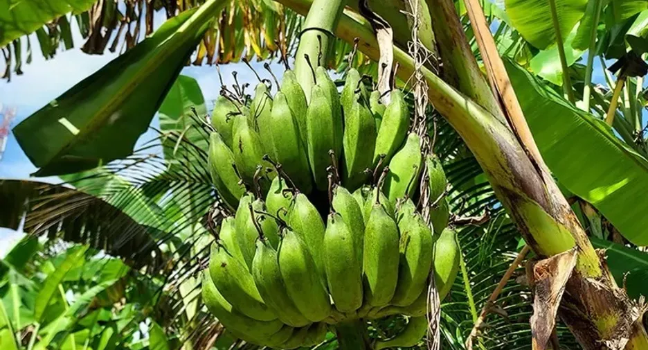 Продажа Участок в Мыанг Районг, Районг