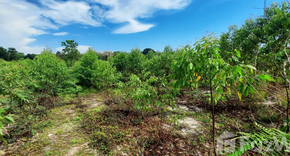 For sale land in Klaeng, Rayong