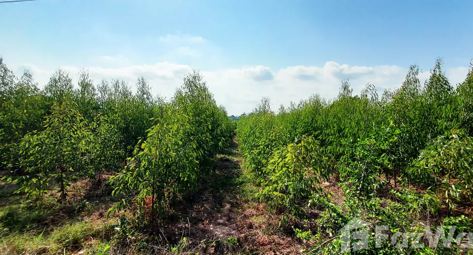 For sale land in Klaeng, Rayong