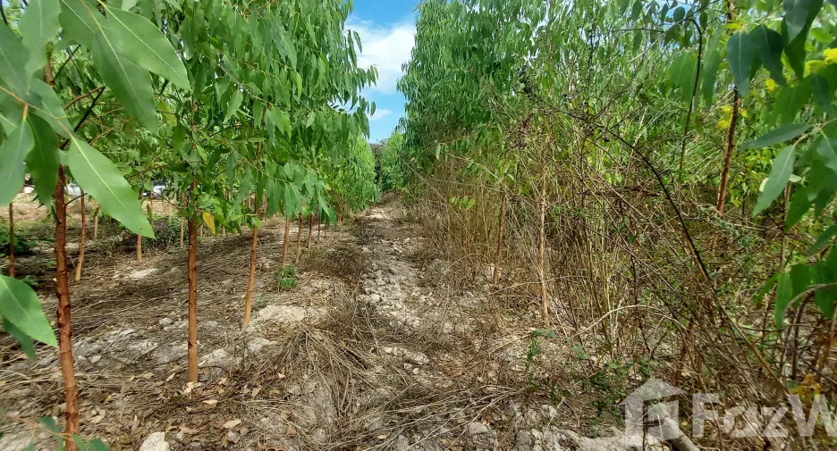 For sale land in Klaeng, Rayong