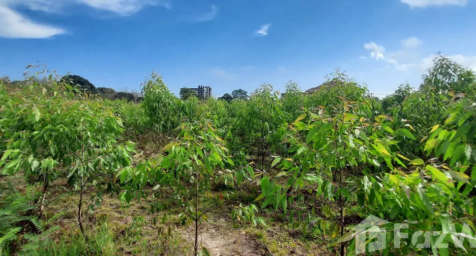 For sale land in Klaeng, Rayong