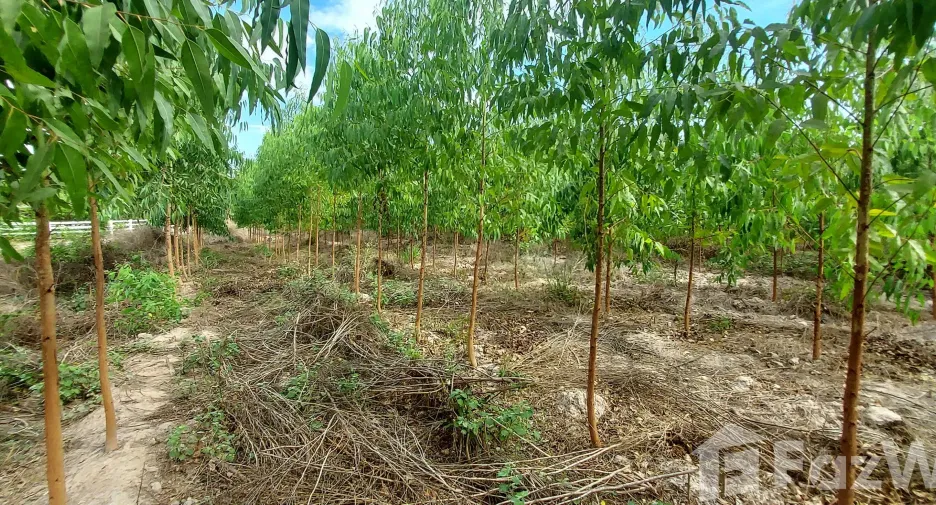 For sale land in Klaeng, Rayong