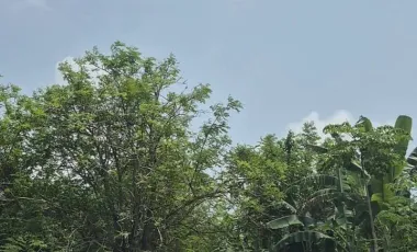 Grundstück zum Kauf in Ko Lanta, Krabi