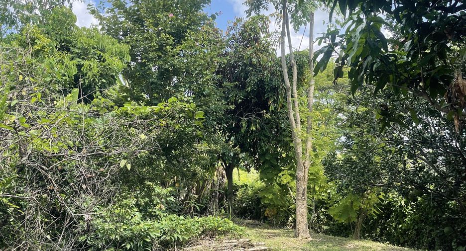 For sale land in San Kamphaeng, Chiang Mai